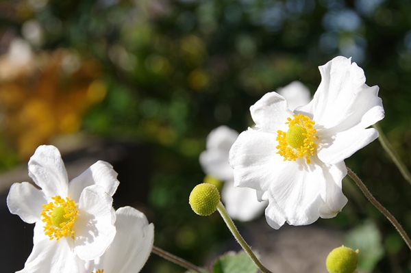 ふみ母乳育児相談室の画像
